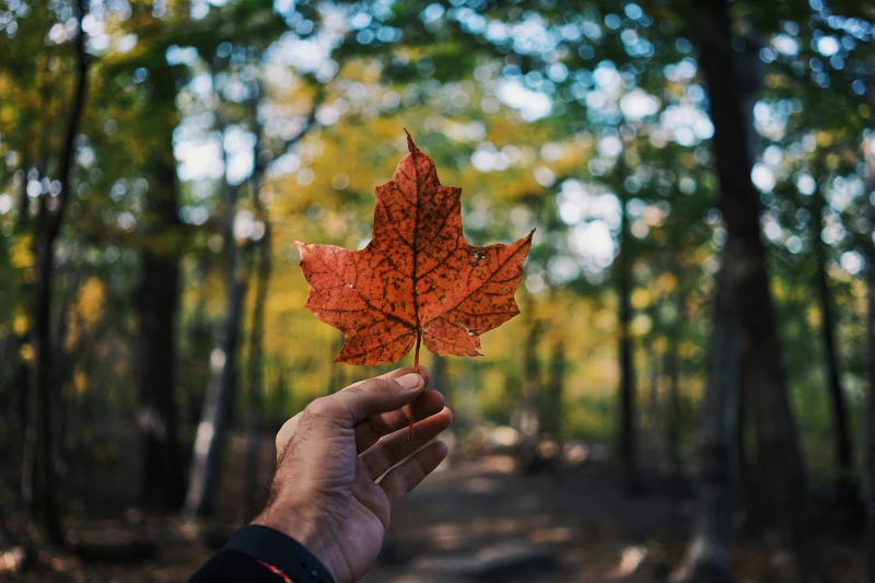 Alto y Bajo Canada
